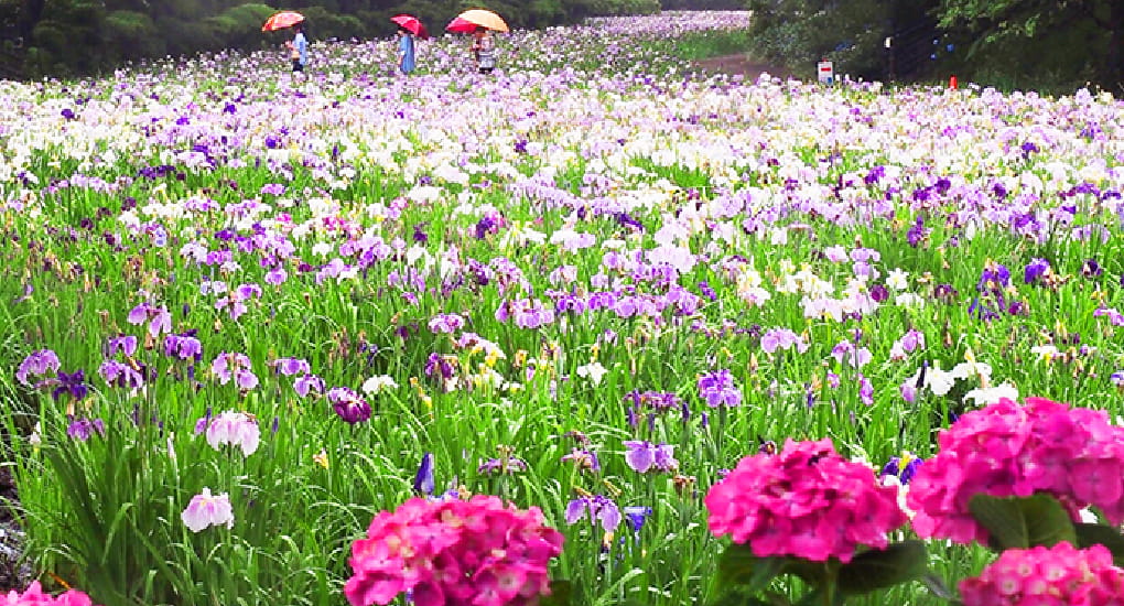 赤堀花しょうぶ園