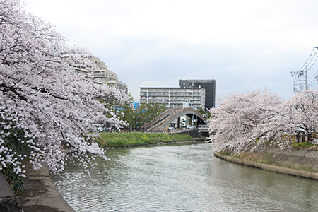 綾瀬川の桜