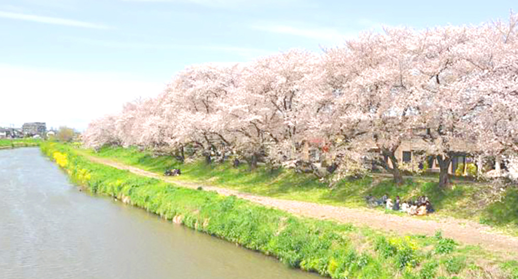 元荒川桜堤
