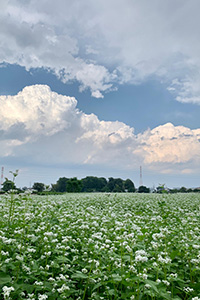 そばの花畑