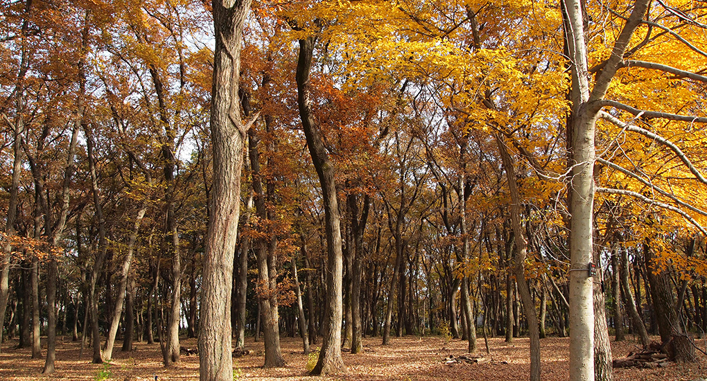 平地林の紅葉