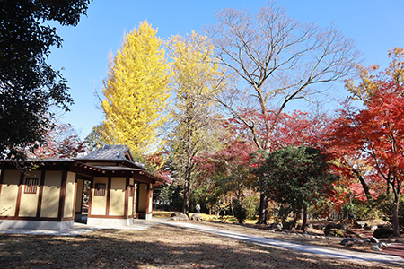雀宮公園の紅葉