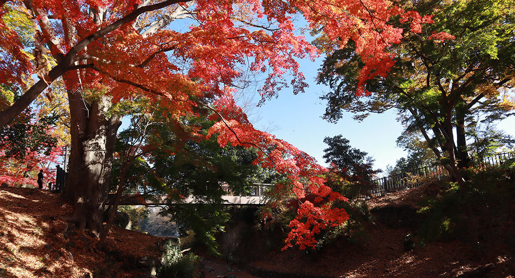 雀宮公園の紅葉