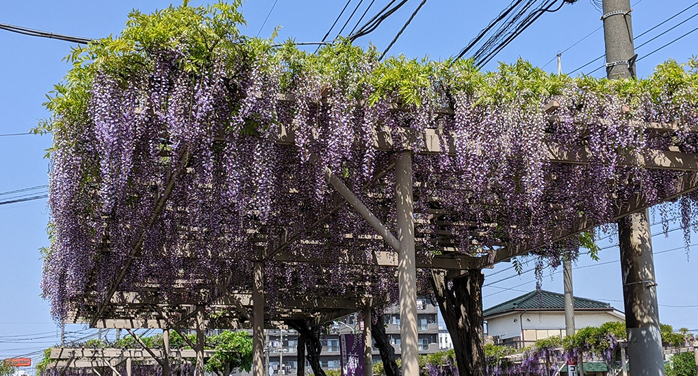 藤通りの藤棚