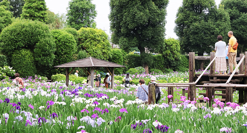 染谷花しょうぶ園