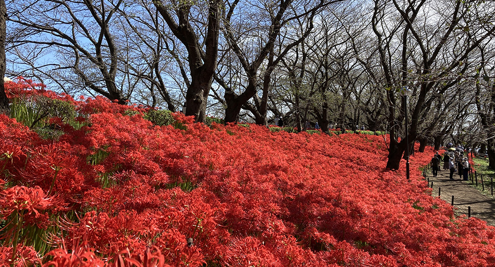 権現堂公園の曼珠沙華