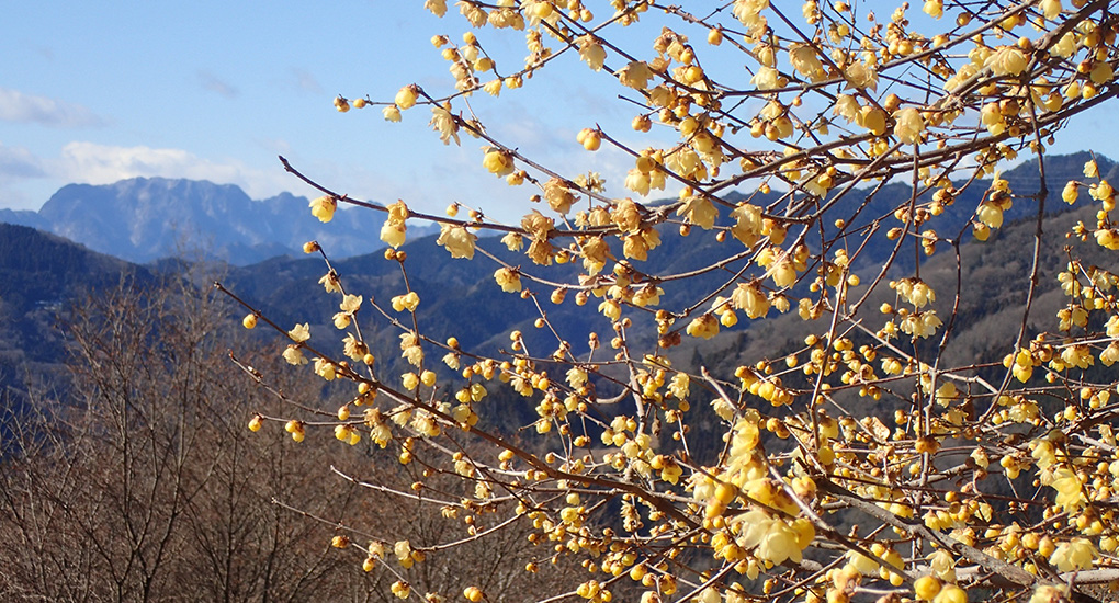 ロウバイと両神山